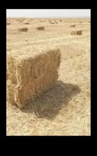 کولش بسته بندی گندم