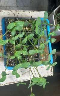 نشا خیار بوته ای اصلاح شده ۲۵ تومن فقط و ریحان