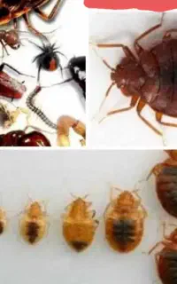 سمپاشی ساس سوسک کنه گال درتمام نقاط با ضمانت٪۱۰۰