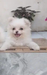 سگ پامر