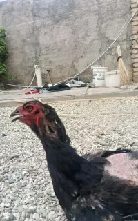 مرغ لاری