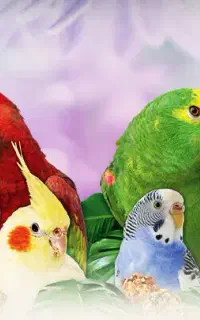 پرنده زینتی پیدا شده