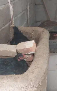 مرغ لاری