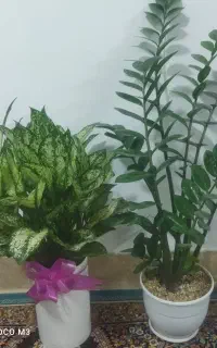گل اپارتمانی