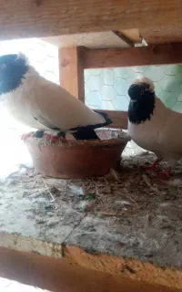 کبوتر