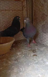 کفتر سرخ و کفتر زاغ