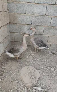 قوغاز