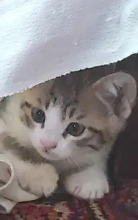 واگذاری بچه گربه ۳ماهه