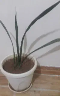 گل شلاقی