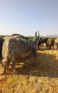 فروش کهره نر شاخ رک وپازن شاخ رک