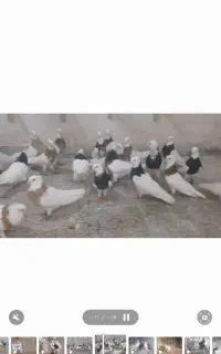 طوقی