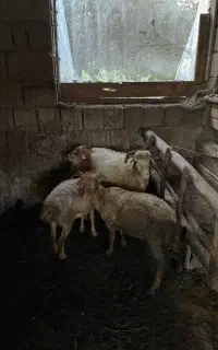 گوسفند نر کاوی سرحال