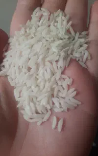 برنج اعلا هاشمی سورتینگ زده.محصول خودم