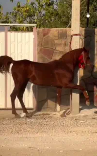 اسب نریان سیلمی