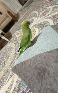 طوطی ملنگو نر معاوضه