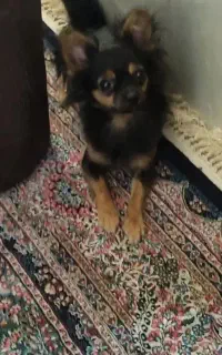 سگ.