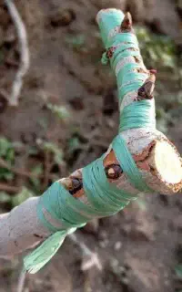 پیوند پسته انگور زردآلو سیب گلابی