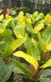 فروش عمده گل آپارتمانی