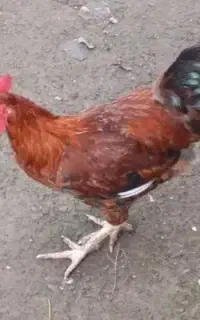 خروس