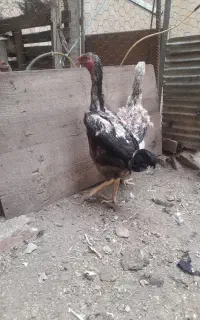 مرغ لاری دانگ بالا