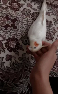 گمشده عروس طوطی