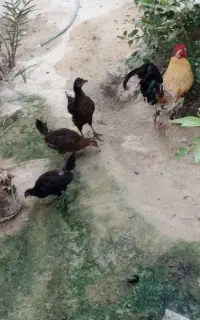 مرغ و خروس