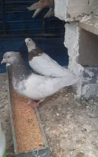 کله ماده