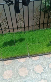 بزر هاشمی