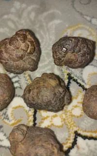 شهاب سنگ