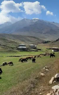 استخدام چوپان