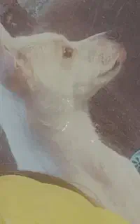 گمشده