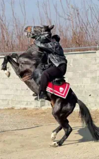 اسب نریان مشکی پر کلاغی