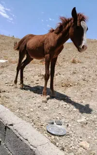 مادیون