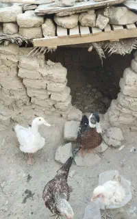 اردک