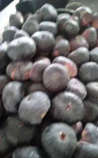 انجیرسیاه