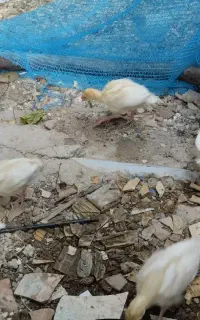 بوقلمون بیوتی نیمچه