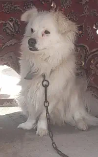 سگ پاکوتاه