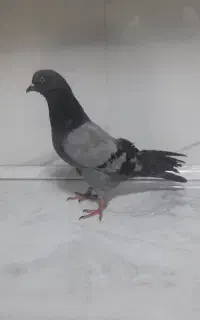 کفتر پرشی ماده
