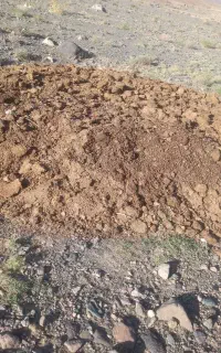 کود گوسفند