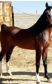 فروش نریون دو سر چاپار شش دانگ