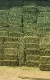 ۳۰۰تا پرس یونجه