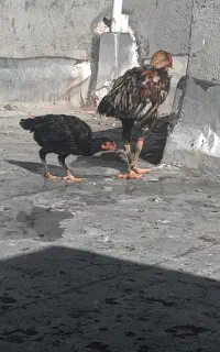 مرغ و خروس