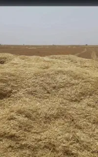 کاه گندم دیم