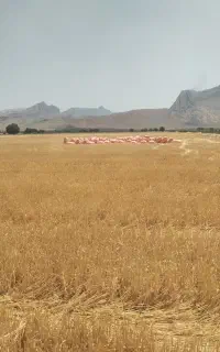 کاه گندم نرم درجه یک