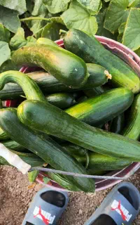 خیار بستان مناسب سالاد ماست خیار ترشی کیلویی