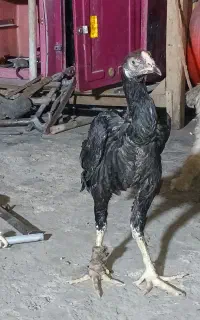 خروس لاری افعان