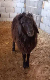 راهنمایی