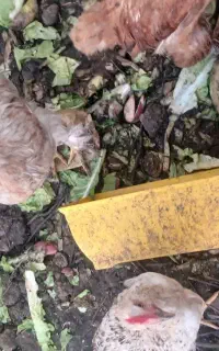 جوجه مرغ