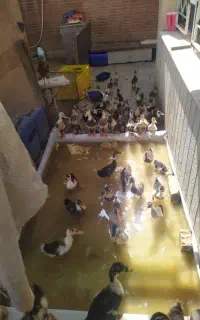 اردک نیمچه دورگه محلی  ۵۰ عدد ۲۰ تومان  کیفیت