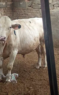 پنج عدد گوساله نر